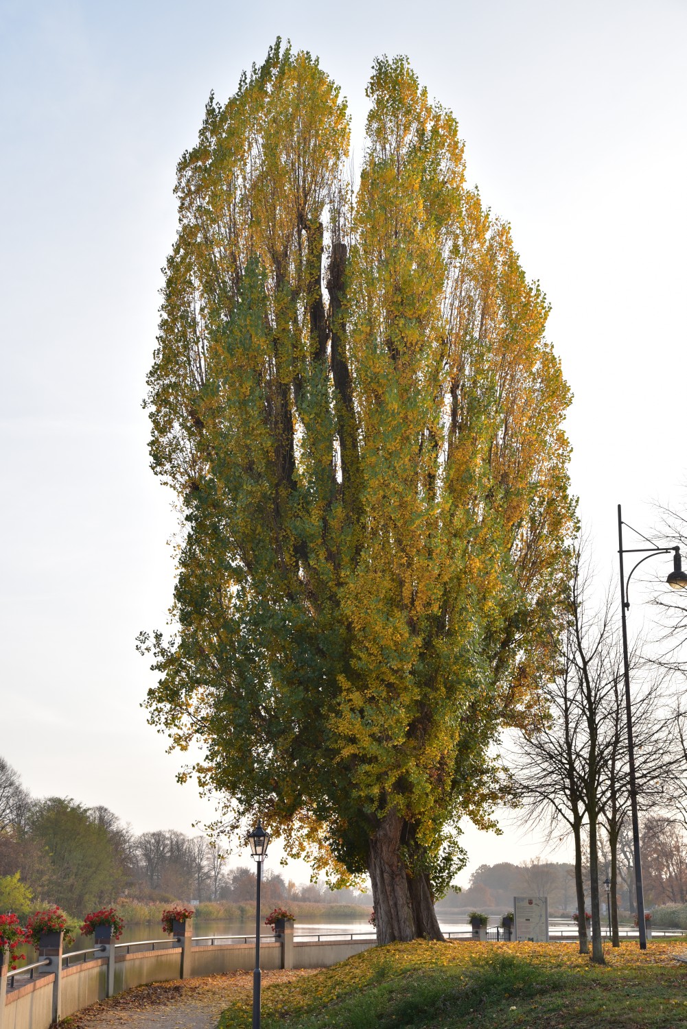 Populus nigra 'Italica' - Guben - 2018
