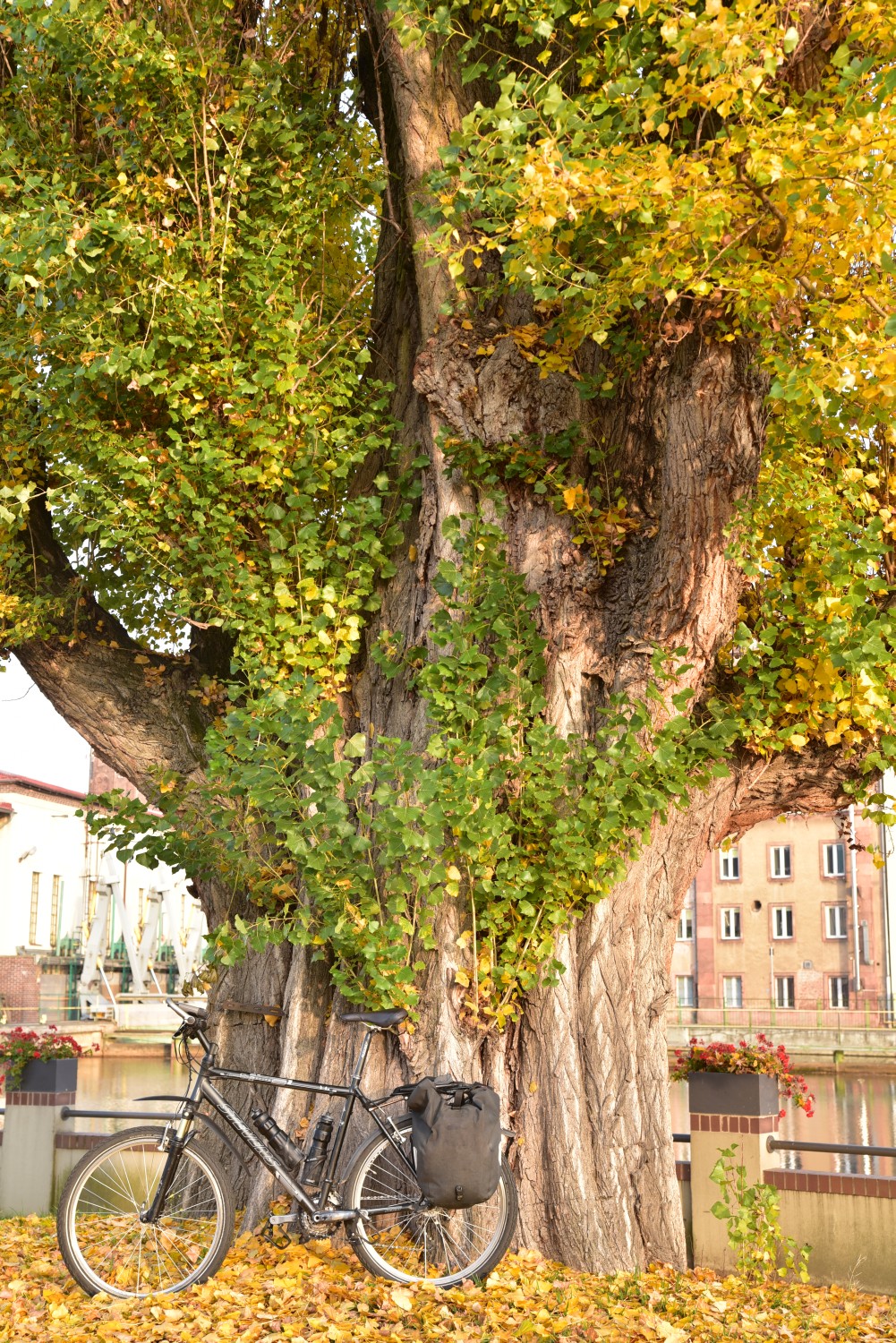 Populus nigra 'Italica' - Guben - 2018