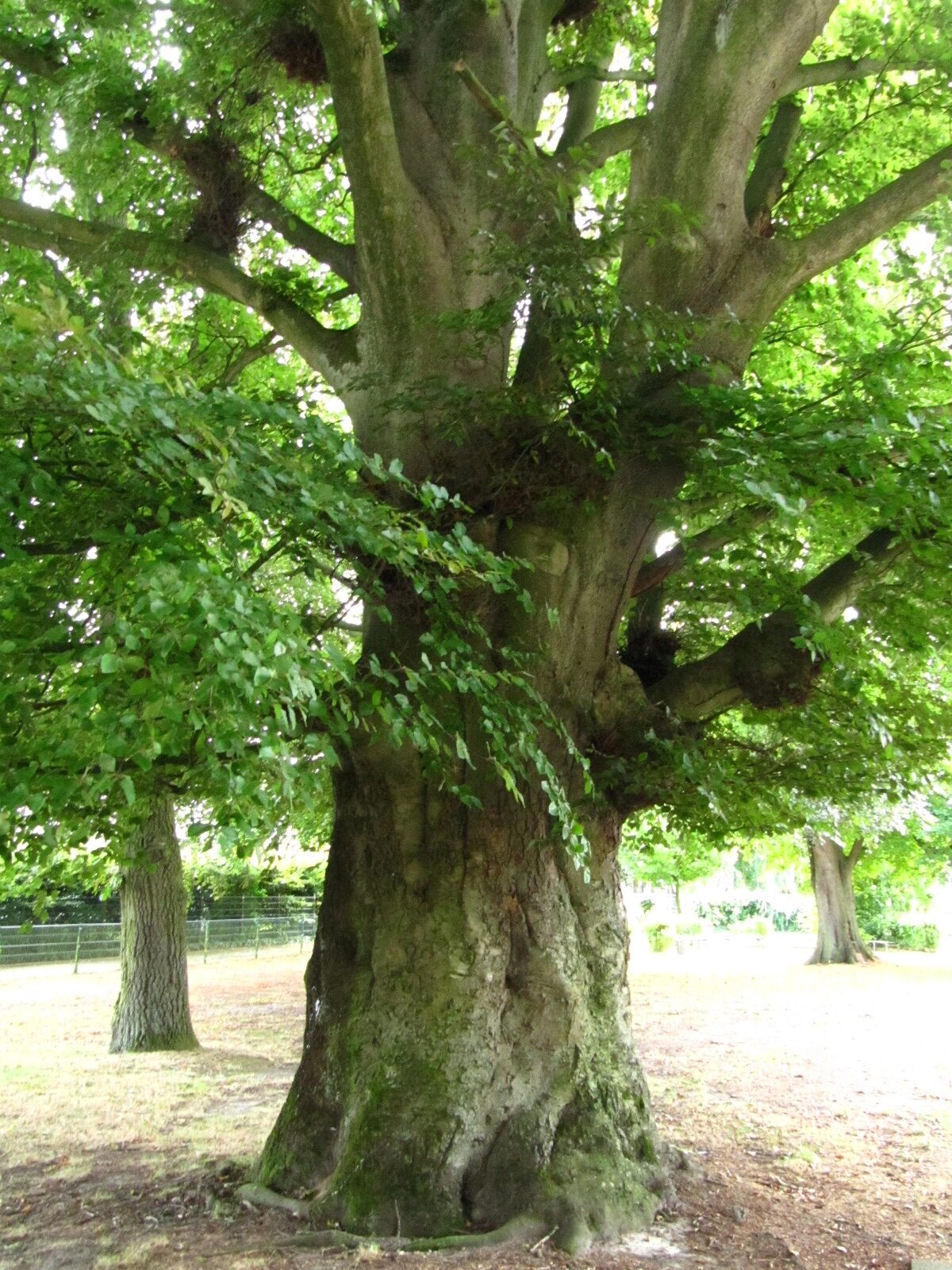 Fagus sylvatica Atropurpurea-Gruppe - Delmenhorst - Sept. 2024
