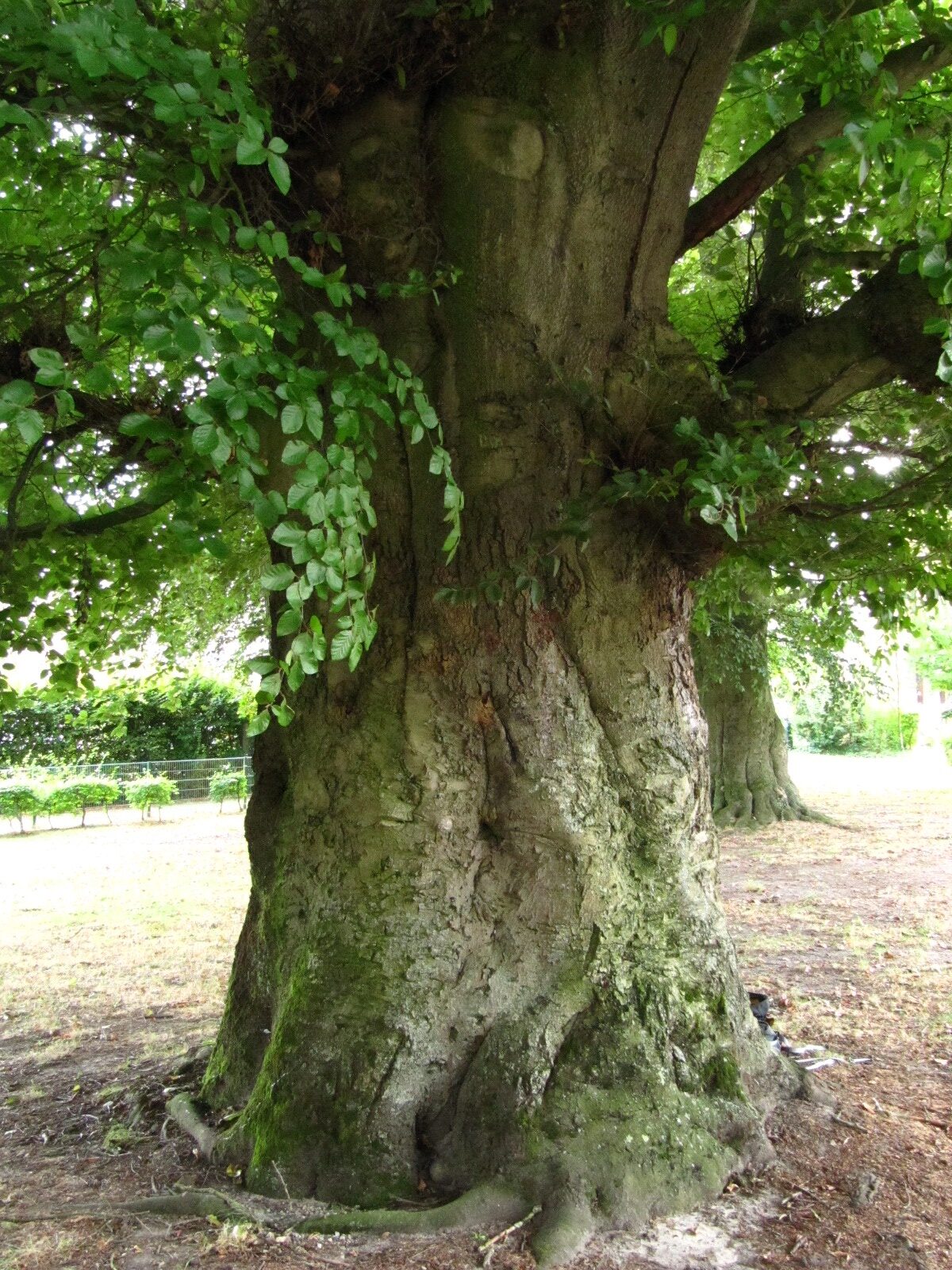 Fagus sylvatica Atropurpurea-Gruppe - Delmenhorst - Sept. 2024