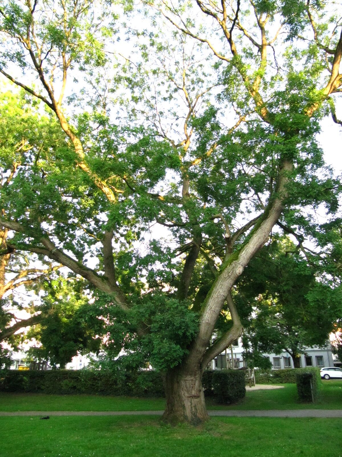 Styphnolobium japonicum - Osnabrück - Sept. 2024
