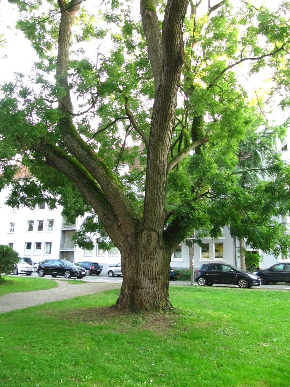 Styphnolobium japonicum - Osnabrück - Sept. 2024