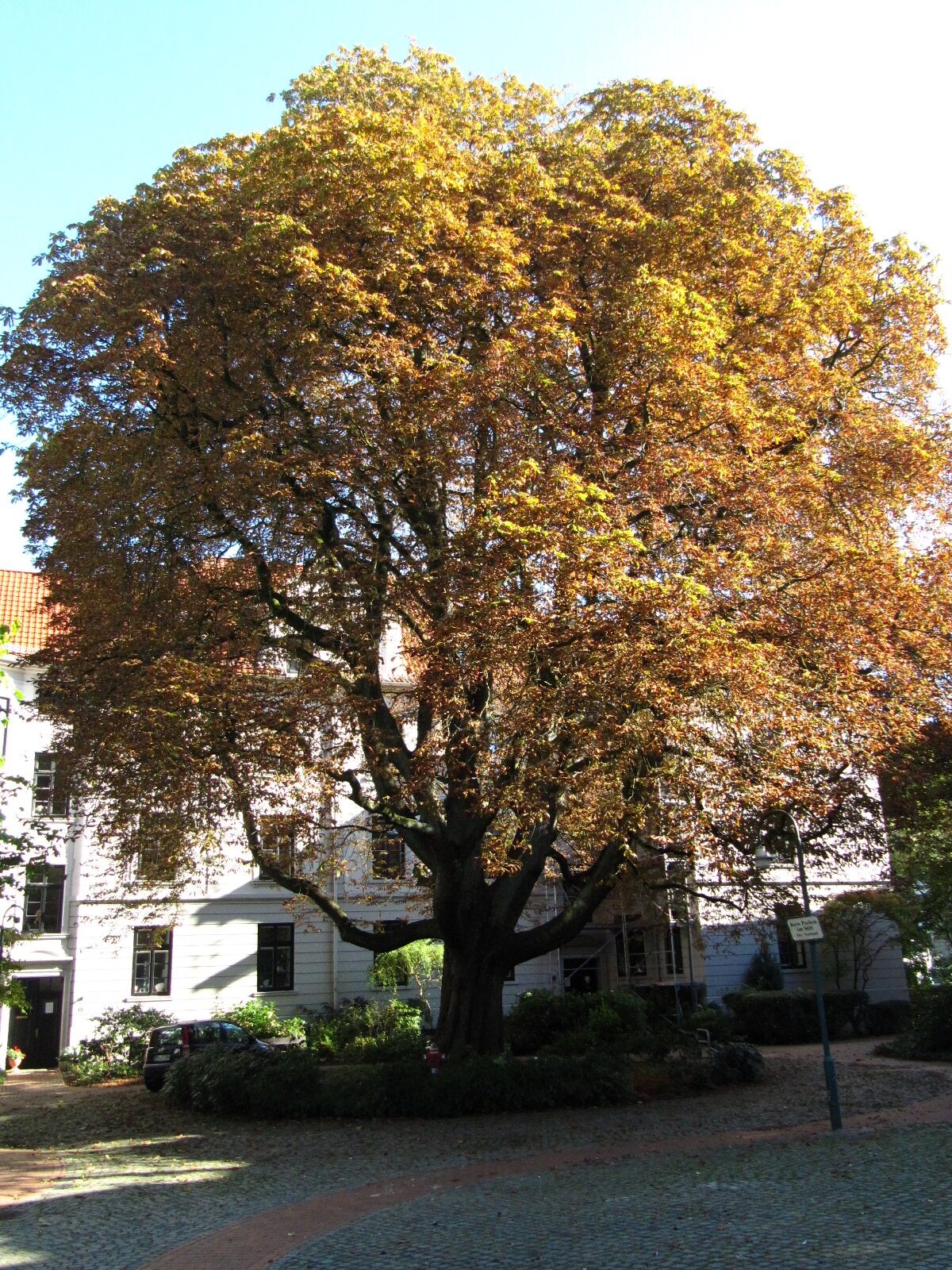 Aesculus hippocastanum - Remberti Stift Bremen - Okt. 2024