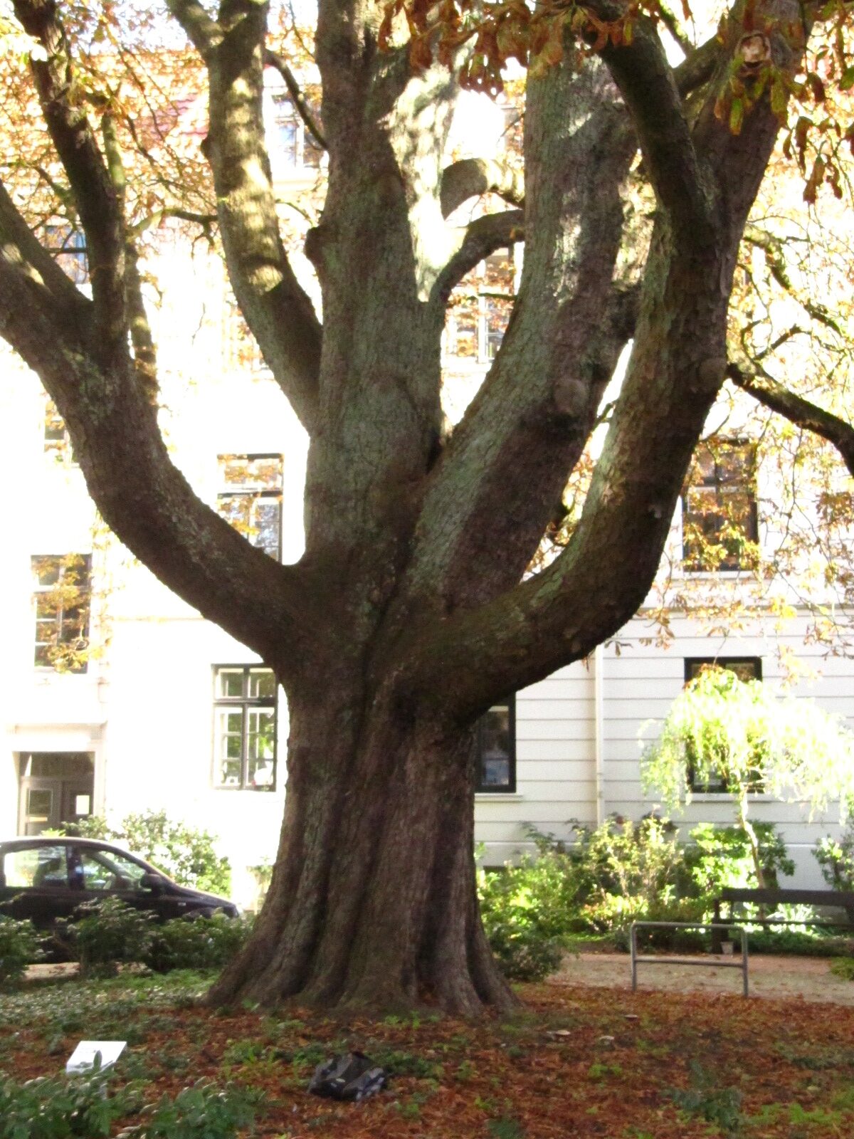 Aesculus hippocastanum - Remberti Stift Bremen - Okt. 2024
