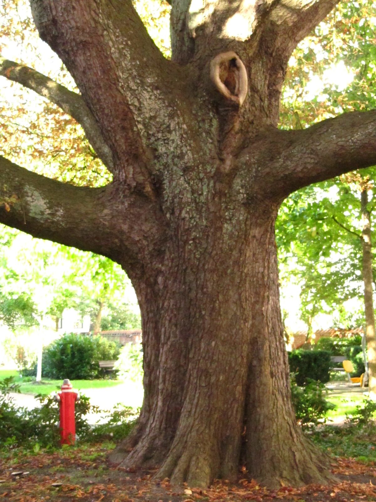 Aesculus hippocastanum - Remberti Stift Bremen - Okt. 2024