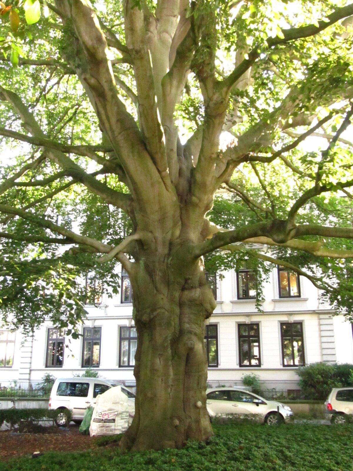 Fagus sylv. Atropurpurea Gruppe - Remberti Stift Bremen - Okt. 2024