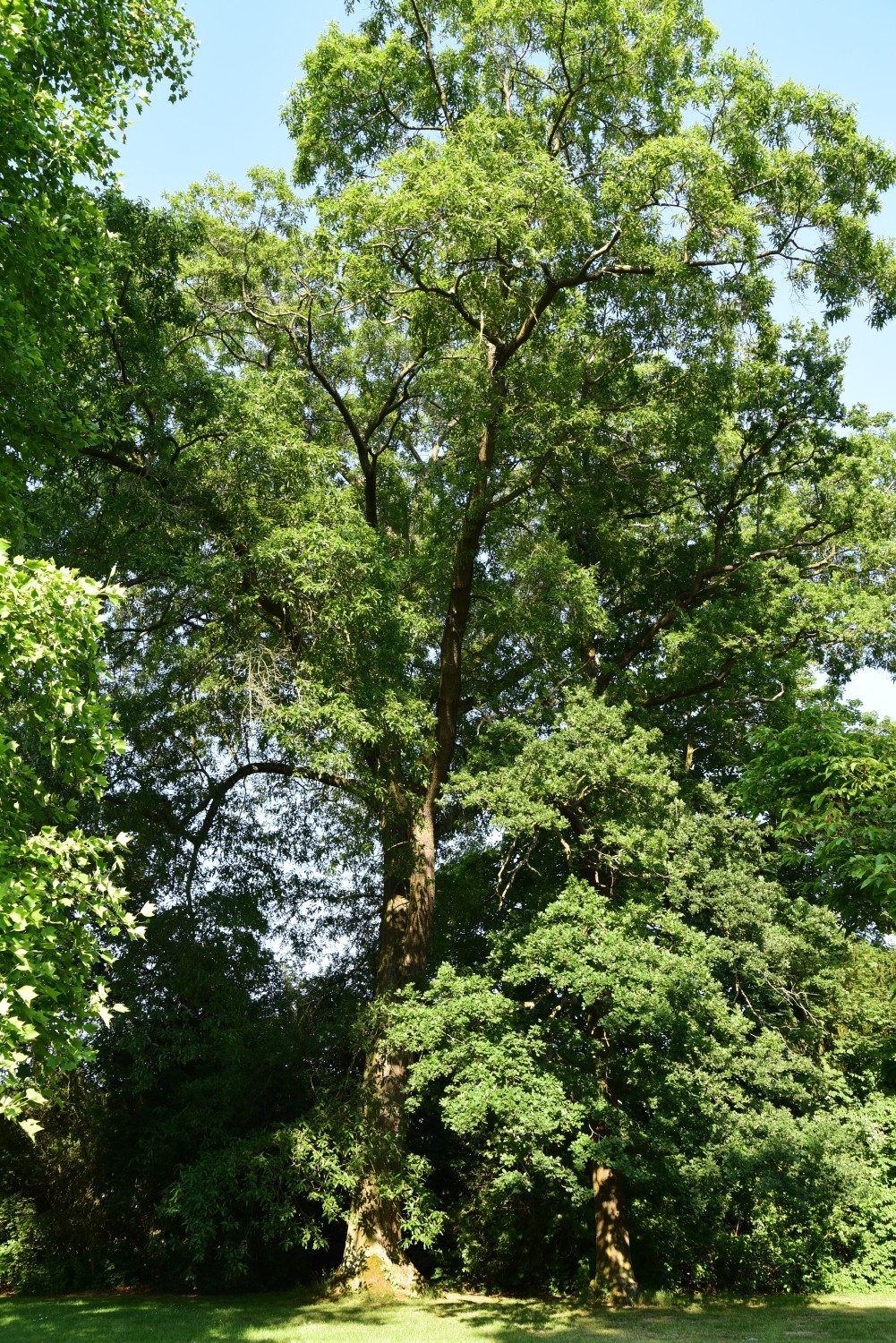 Quercus × leana - Park Karlsaue, Kassel - Juni 2015