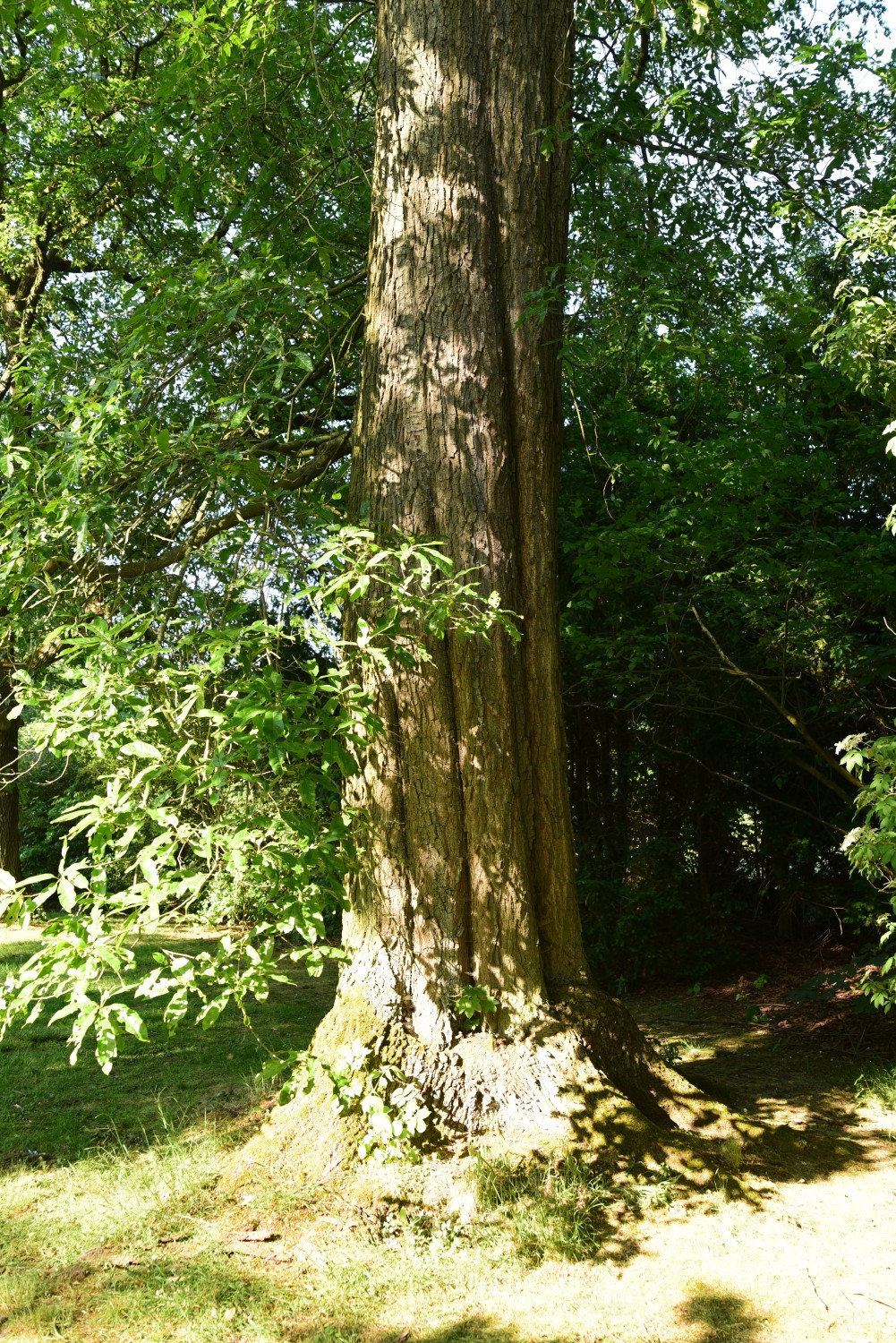 Quercus × leana - Park Karlsaue, Kassel - Juni 2015