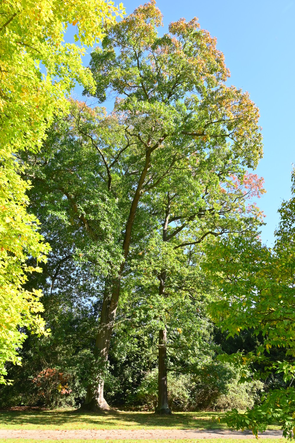 Quercus × leana - Park Karlsaue, Kassel - Okt. 2021