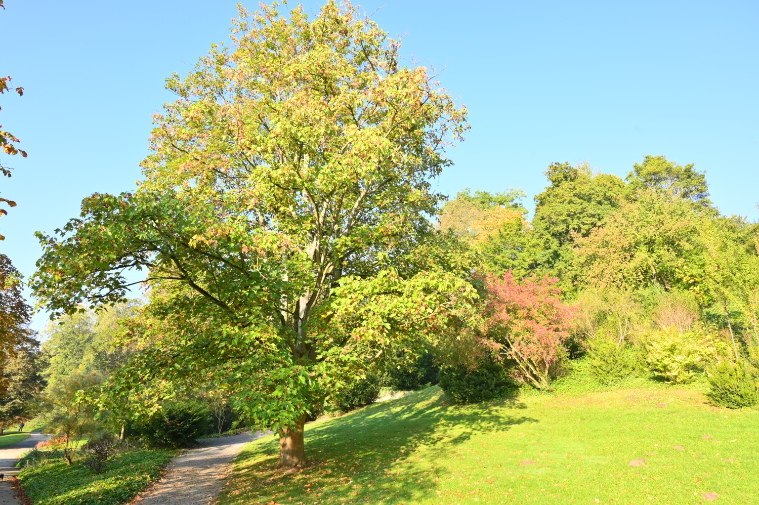 Acer velutinum - Park Karlsaue, Kassel - Oktober 2021
