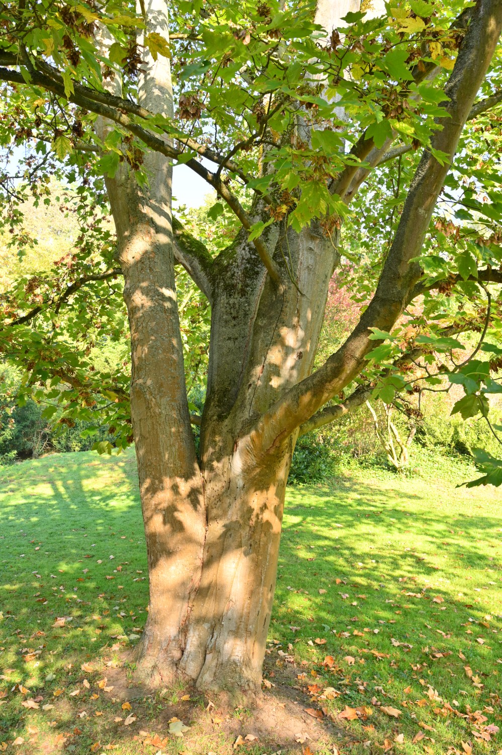 Acer velutinum - Park Karlsaue, Kassel - Oktober 2021