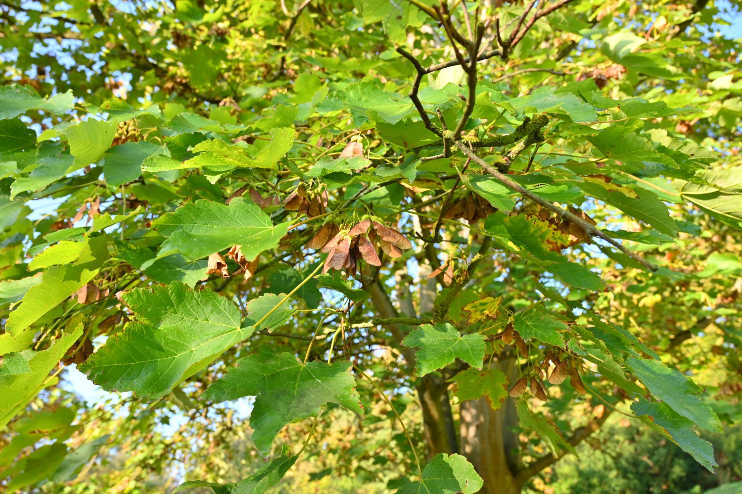 Acer velutinum - Park Karlsaue, Kassel - Oktober 2021