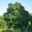 11518