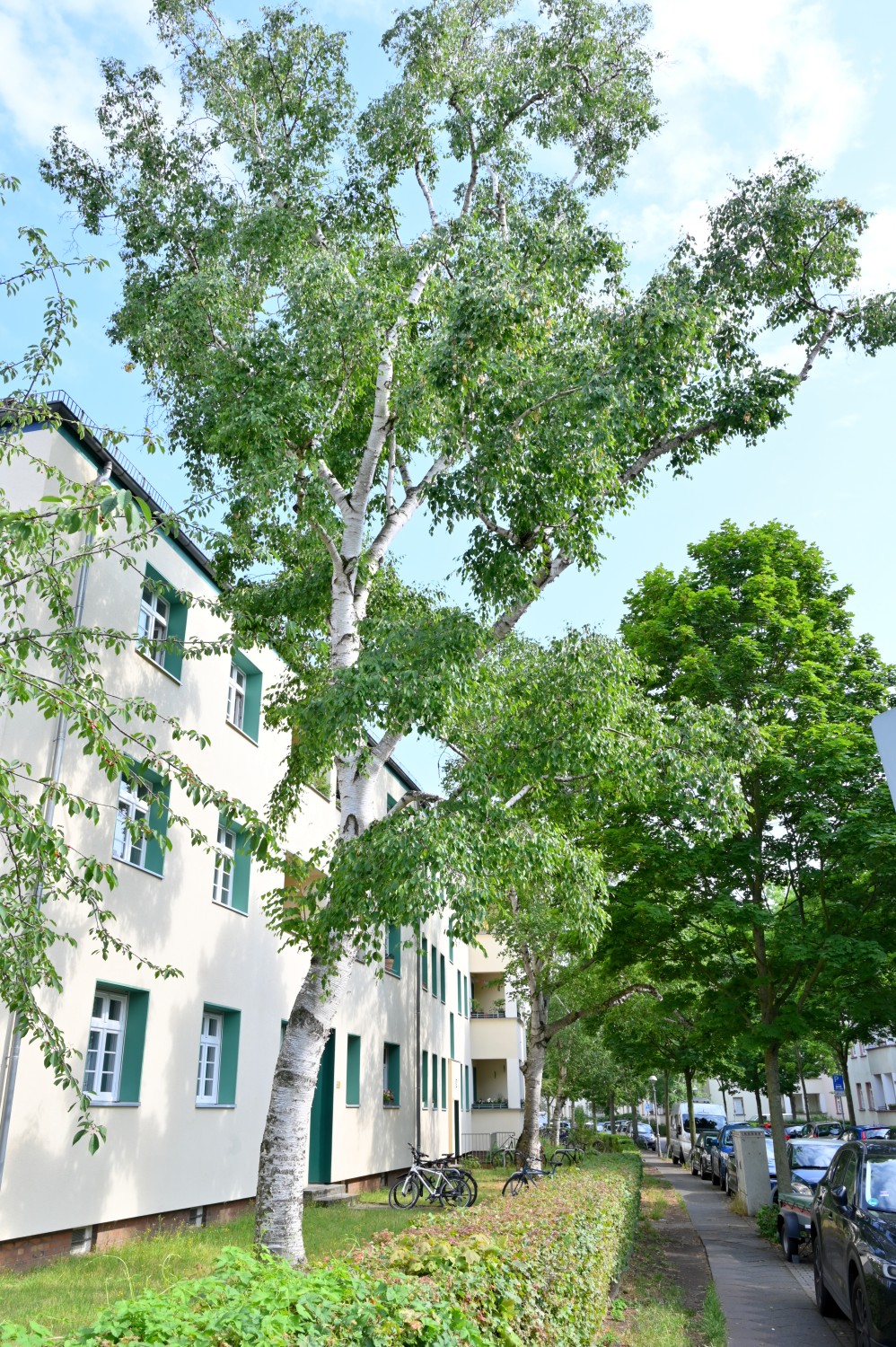 Papier-Birke - Berlin-Tempelhof - Juni 2023