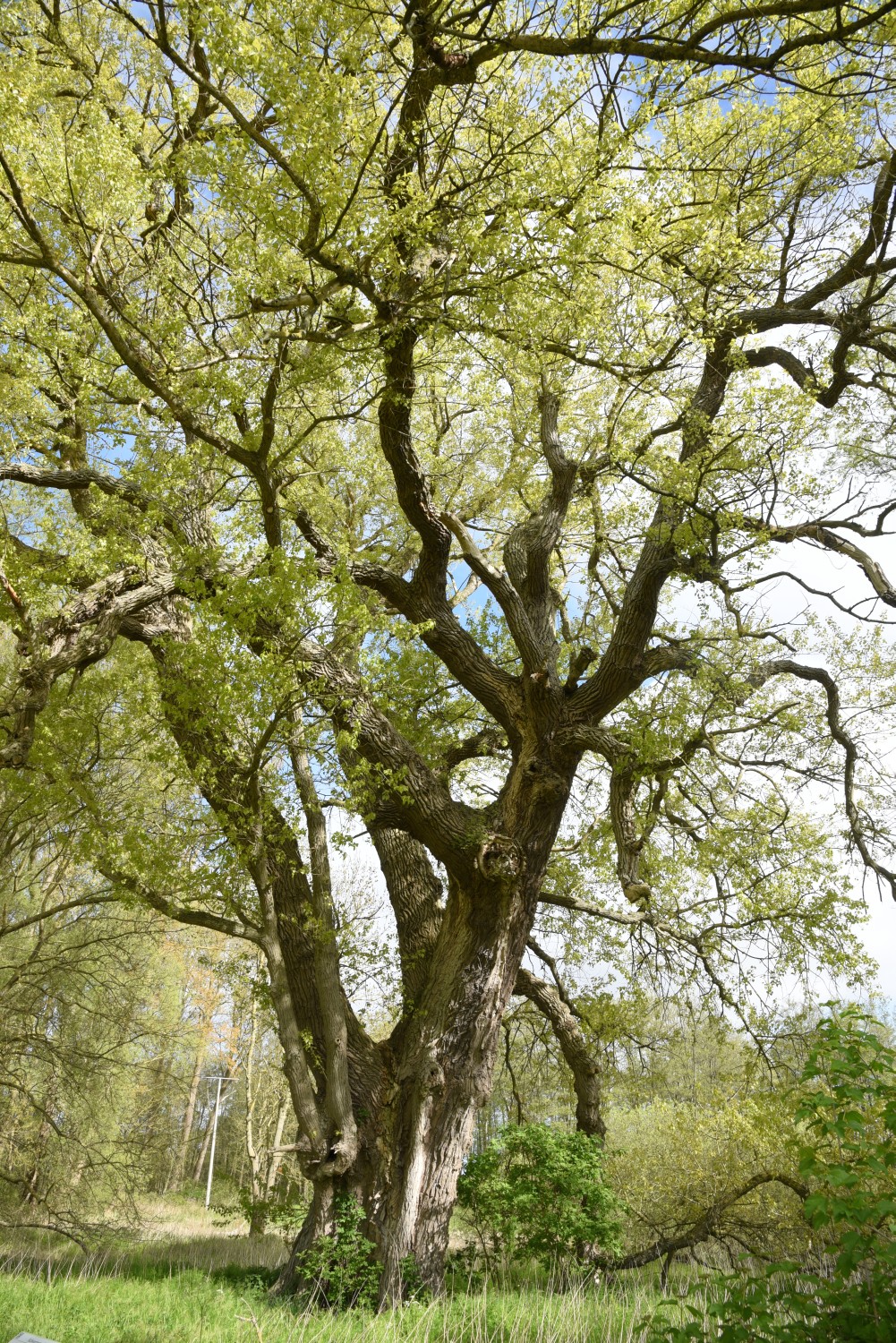 Populus nigra - Borchtitz - 2019
