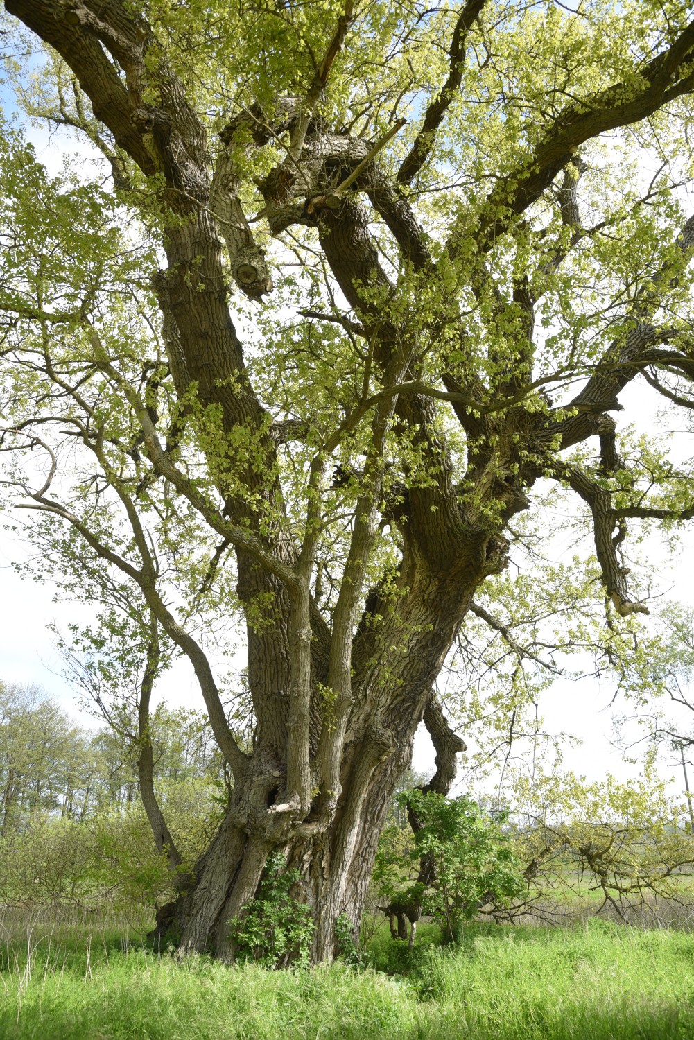 Populus nigra - Borchtitz - 2019
