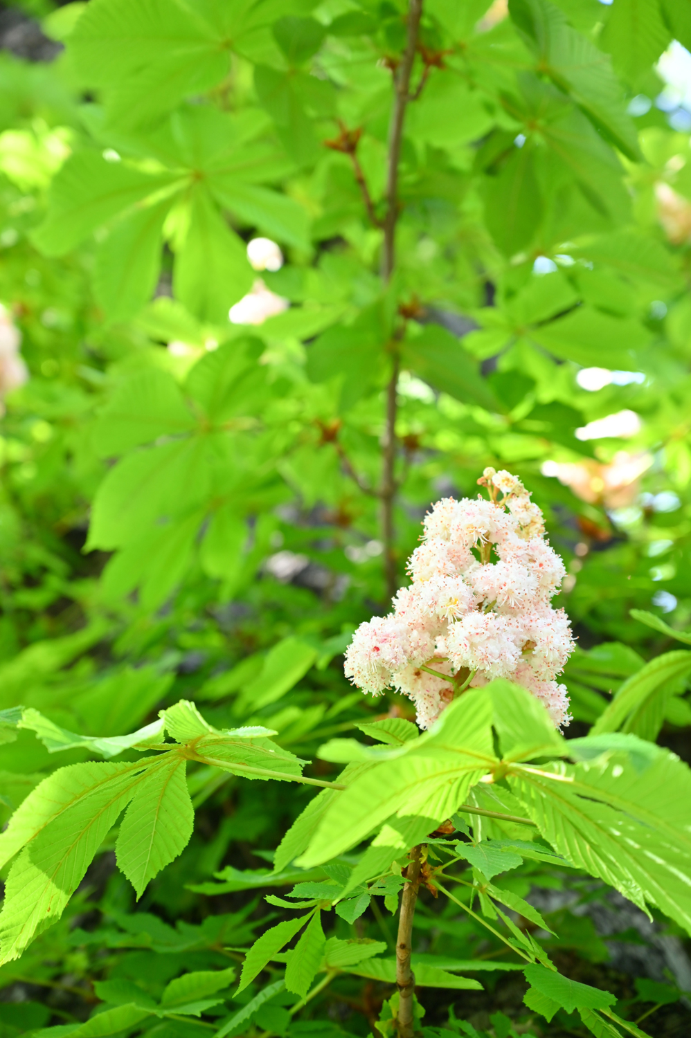 Aesculus hippocastanum 'Baumannii' - Zossen, Bahnhof - Mai 2020