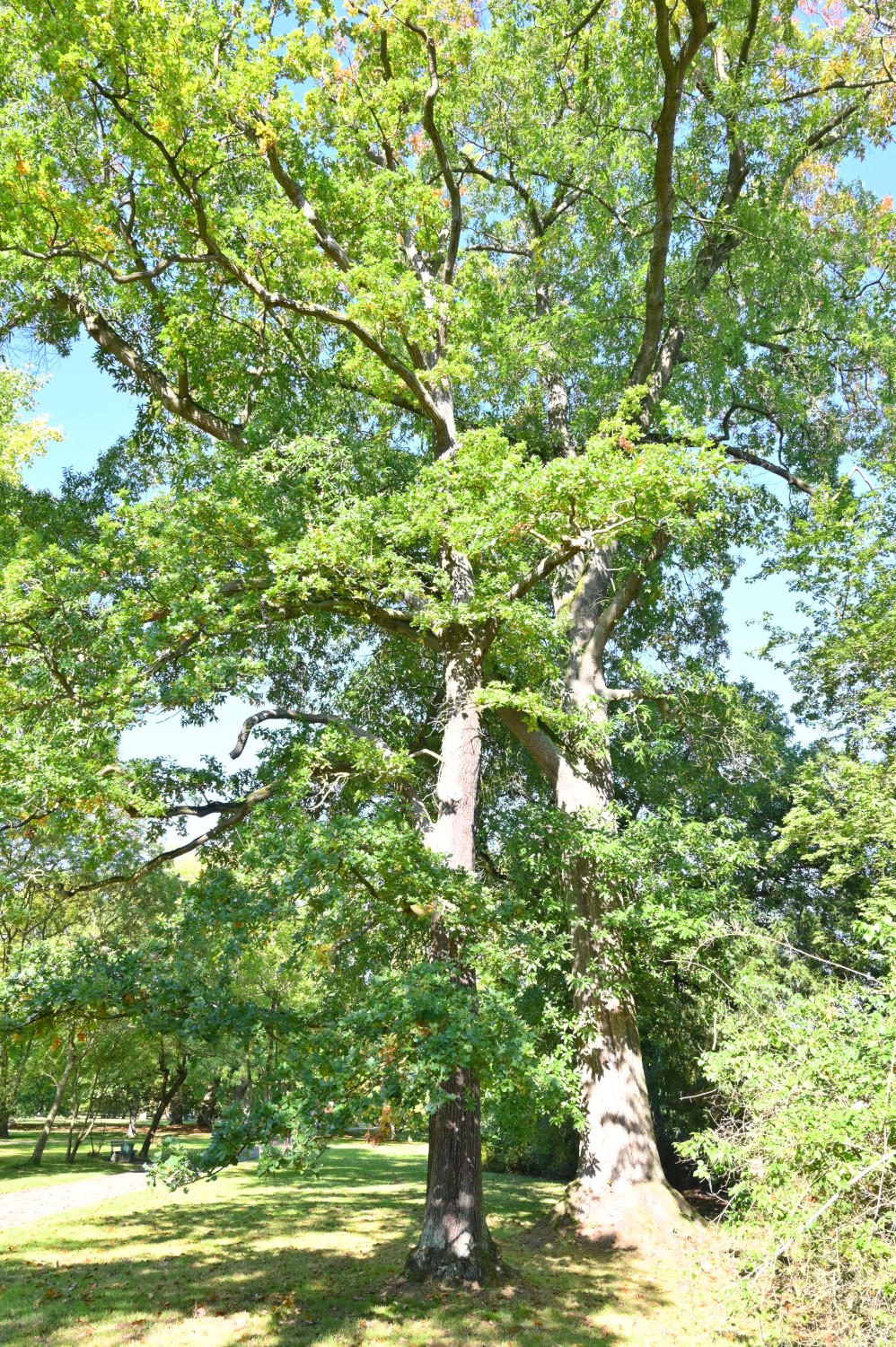 Quercus robur Variegata-Gruppe - Park Karlsaue, Kassel - Oktober 2021