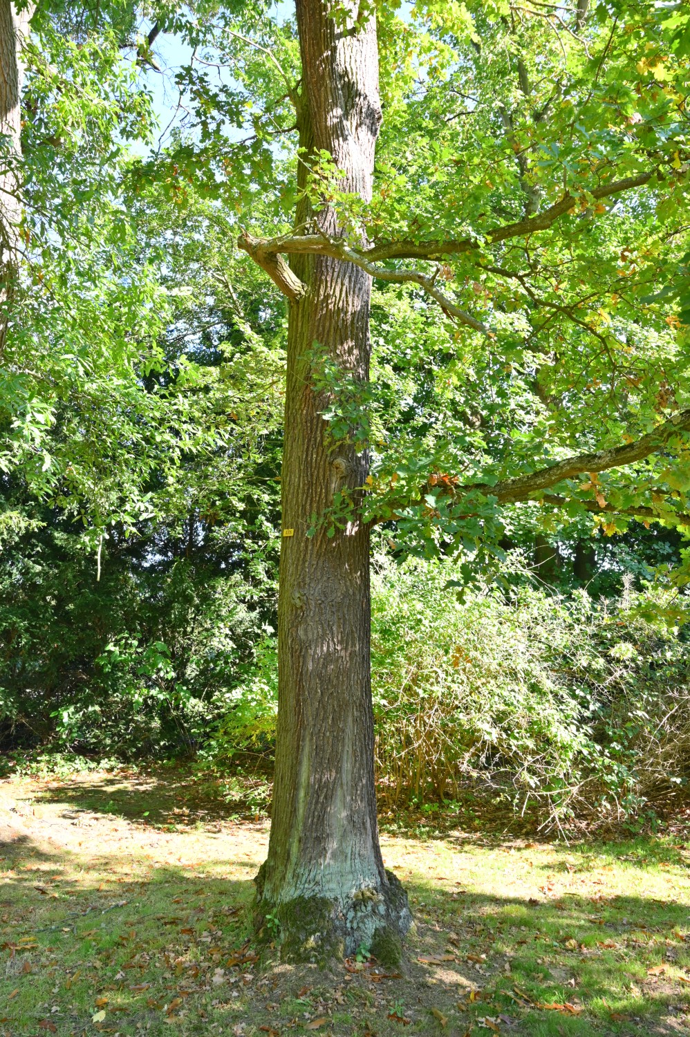 Quercus robur Variegata-Gruppe - Park Karlsaue, Kassel - Oktober 2021