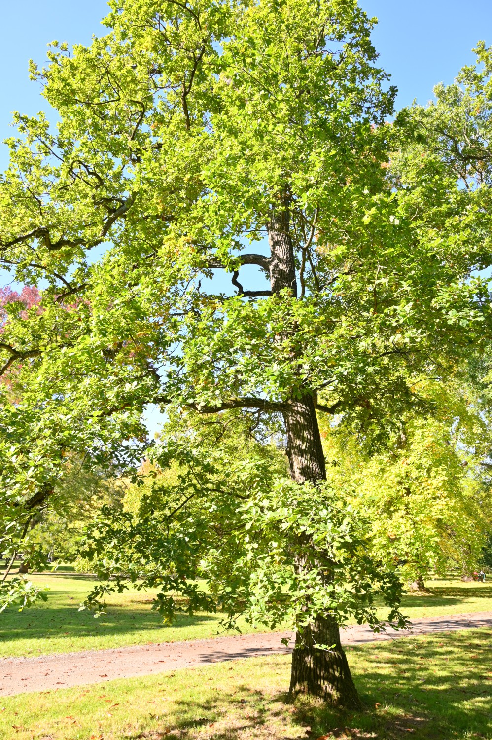 Quercus robur Variegata-Gruppe - Park Karlsaue, Kassel - Oktober 2021