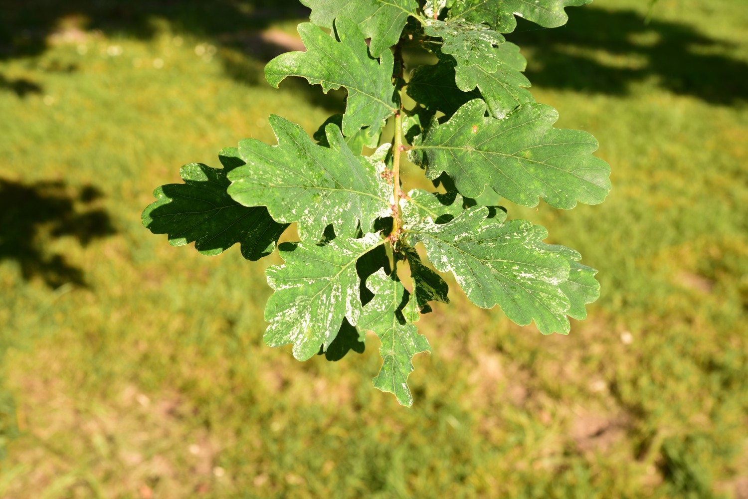 Quercus robur Variegata-Gruppe - Park Karlsaue, Kassel - Oktober 2021