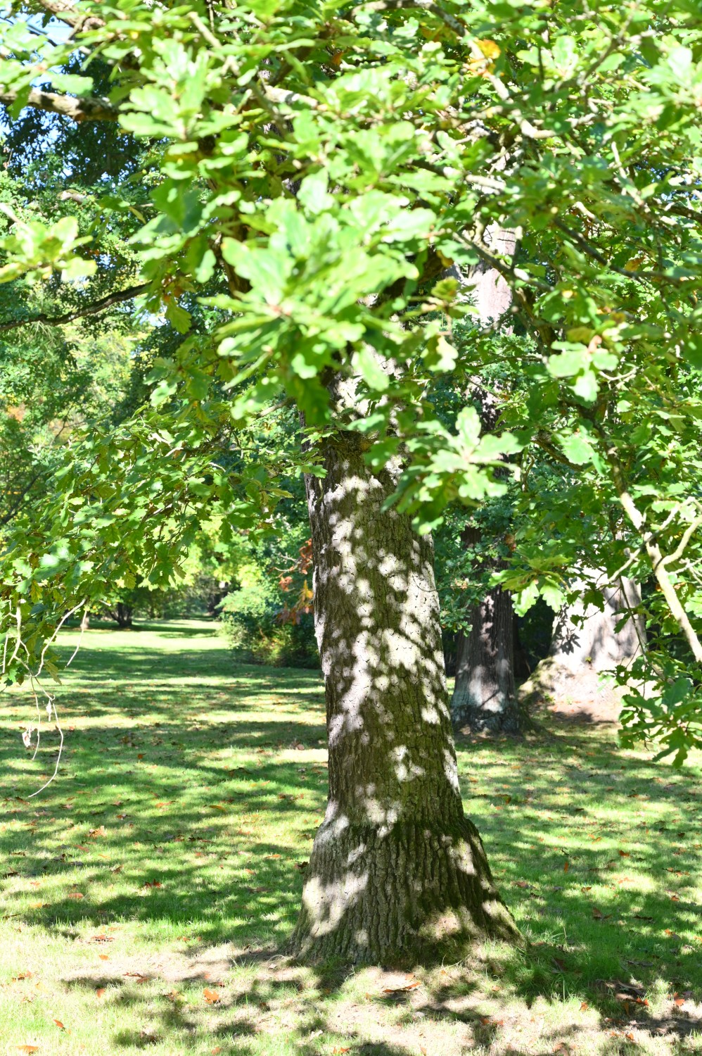 Quercus robur Variegata-Gruppe - Park Karlsaue, Kassel - Oktober 2021
