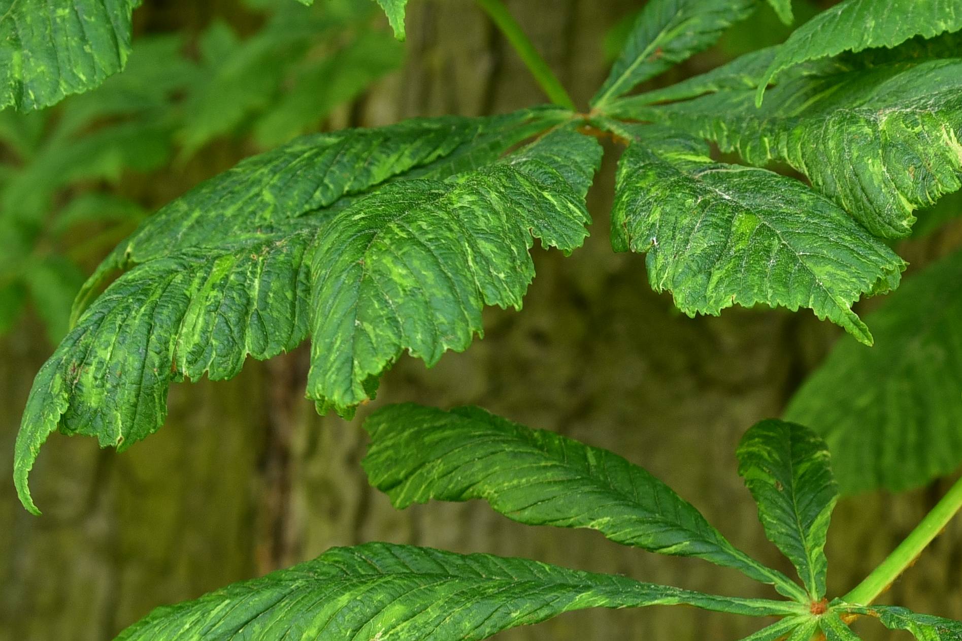 Aesculus hippocastanum 'Aureovariegata' - Klostergarten Heiligengrabe - Juni 2013