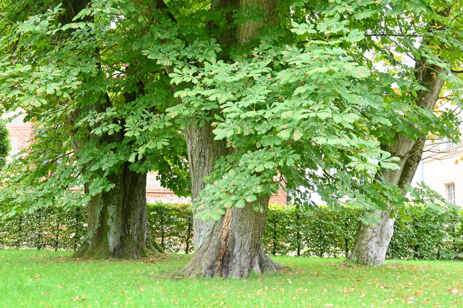Aesculus hippocastanum 'Aureovariegata' - Klostergarten Heiligengrabe - September 2021