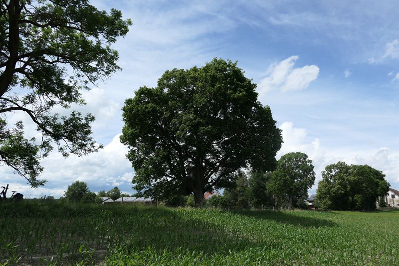 Acer platanoides - Röhrmoos-Purtlhof - Juni 2024