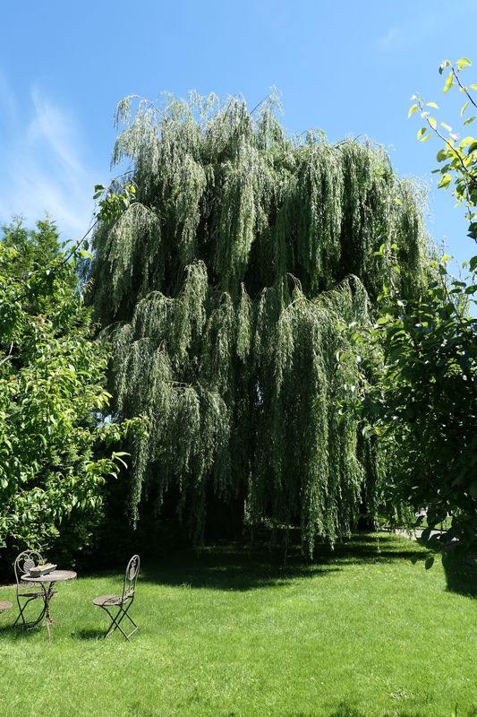 Salix alba 'Tristis' - Langenpreising - Juni 2024