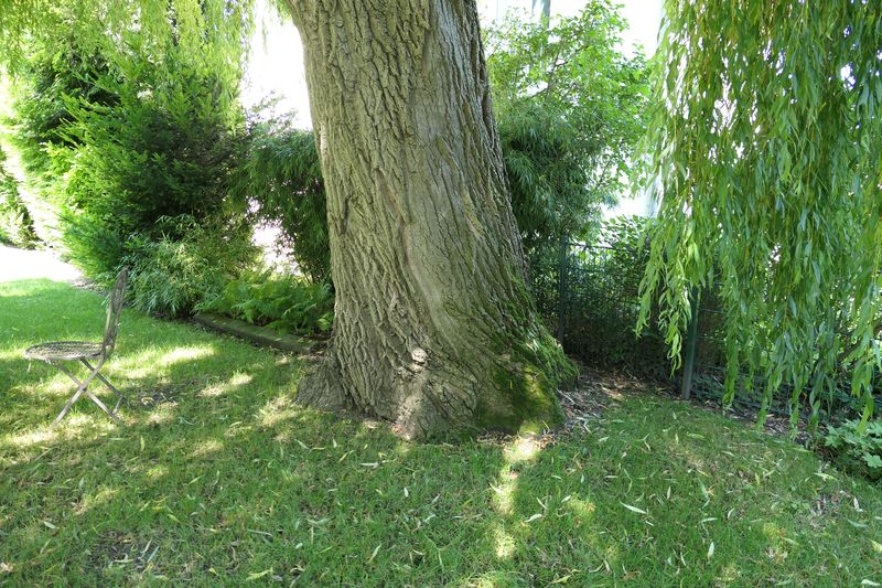 Salix alba 'Tristis' - Langenpreising - Juni 2024