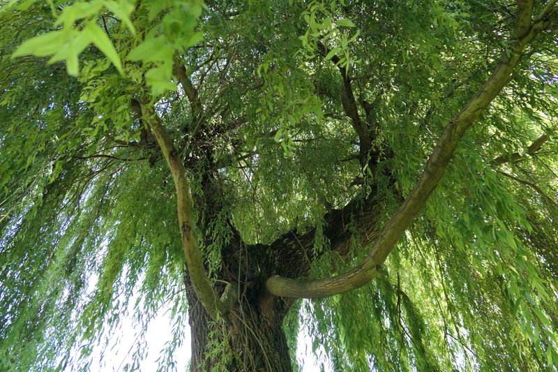 Salix alba 'Tristis' - Langenpreising - Juni 2024