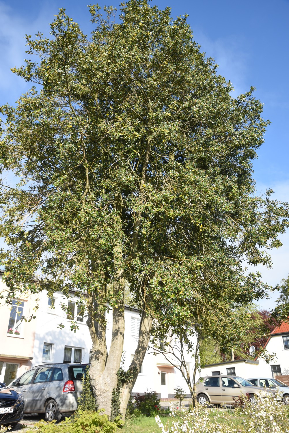 Ilex aquifolium - Bergen auf Rügen - Mai 2019