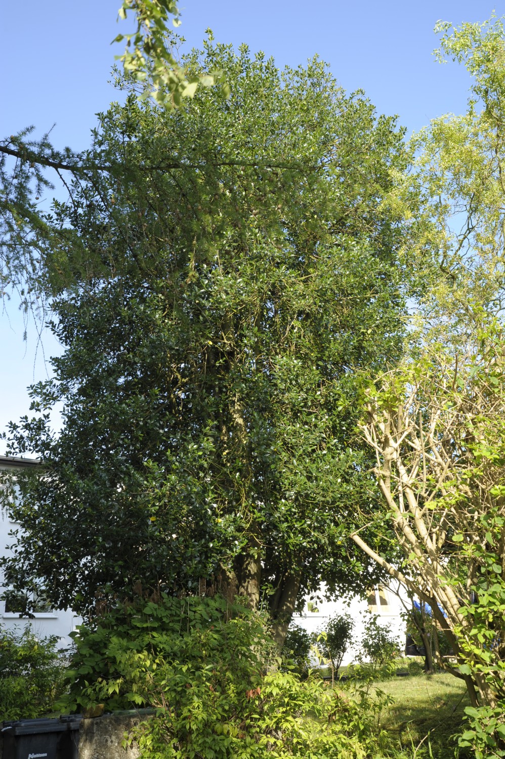 Ilex aquifolium - Bergen auf Rügen - Juli 2009