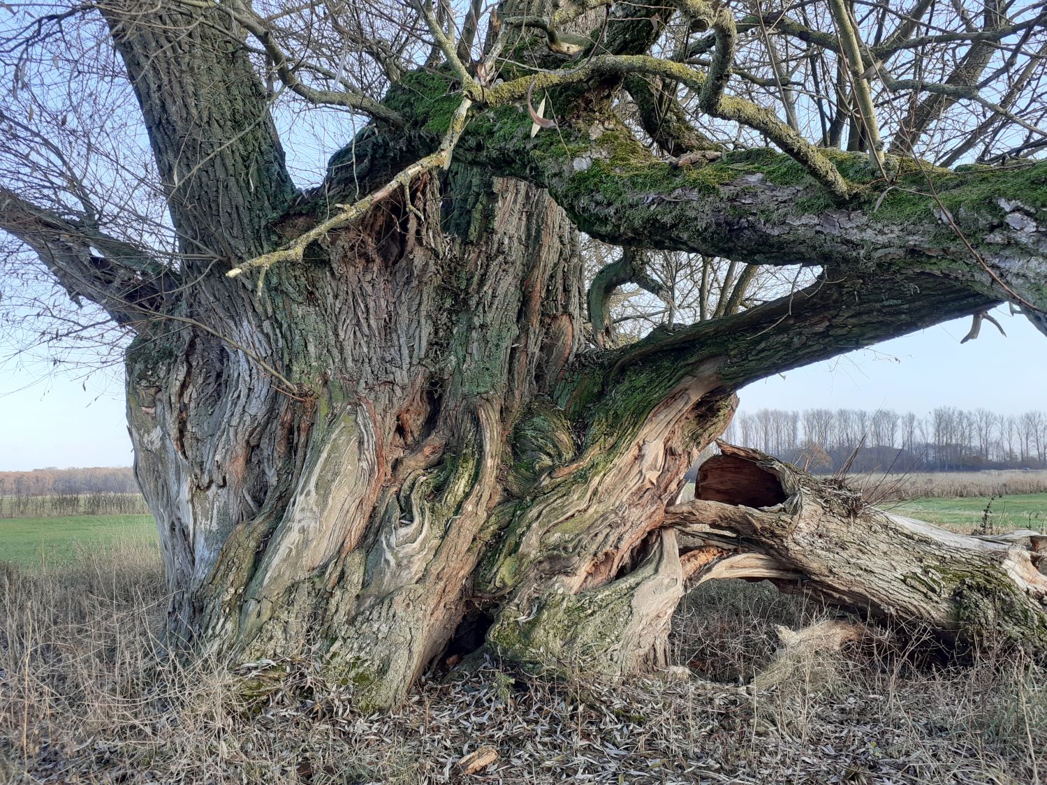 Salix alba - Dez. 2022
