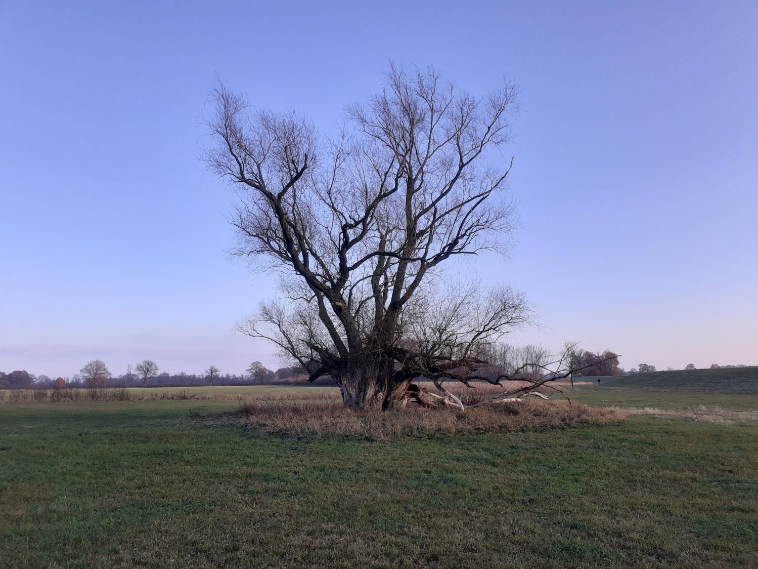 Salix alba - Dez. 2022