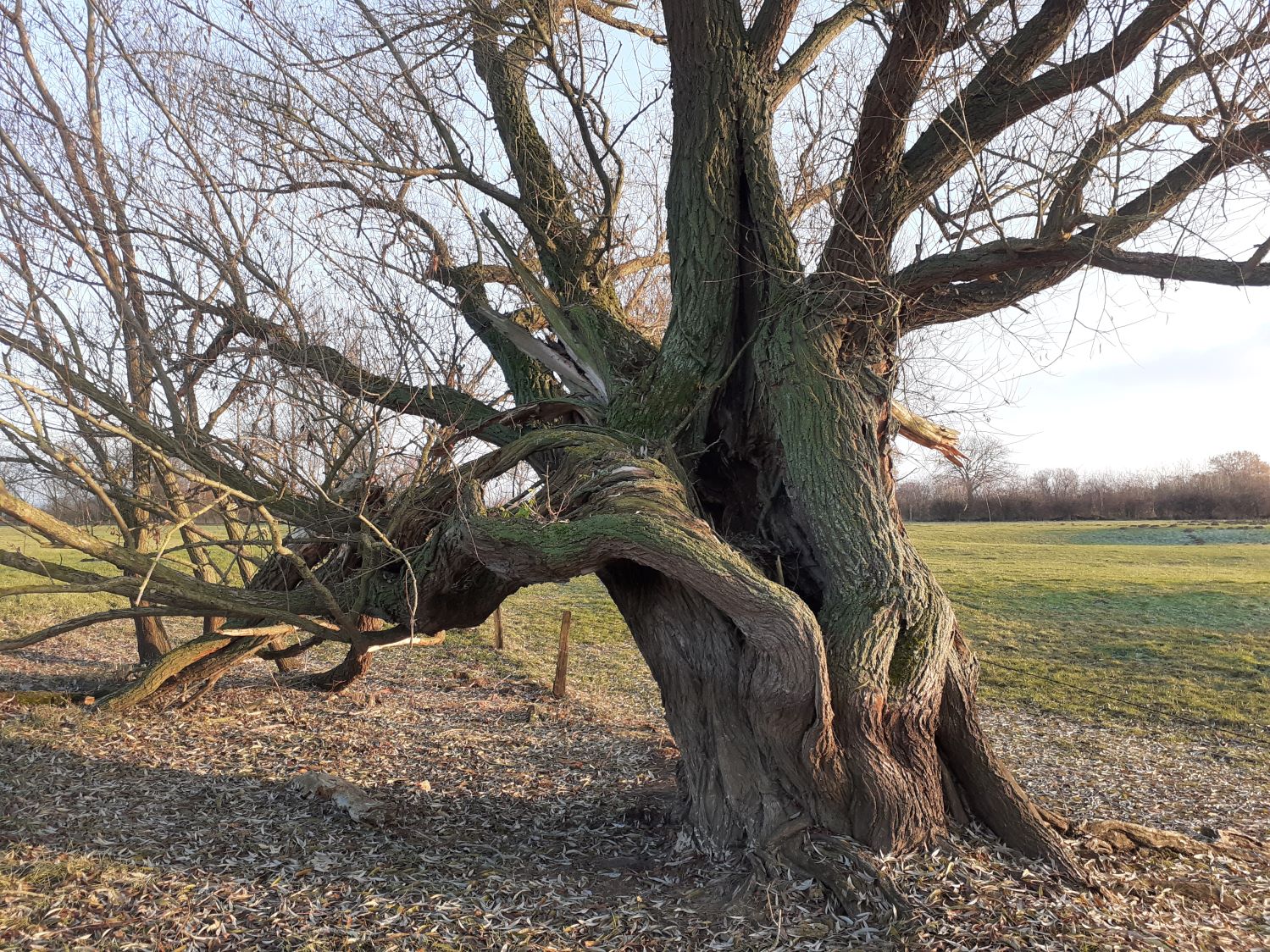 Salix alba - Dez. 2022