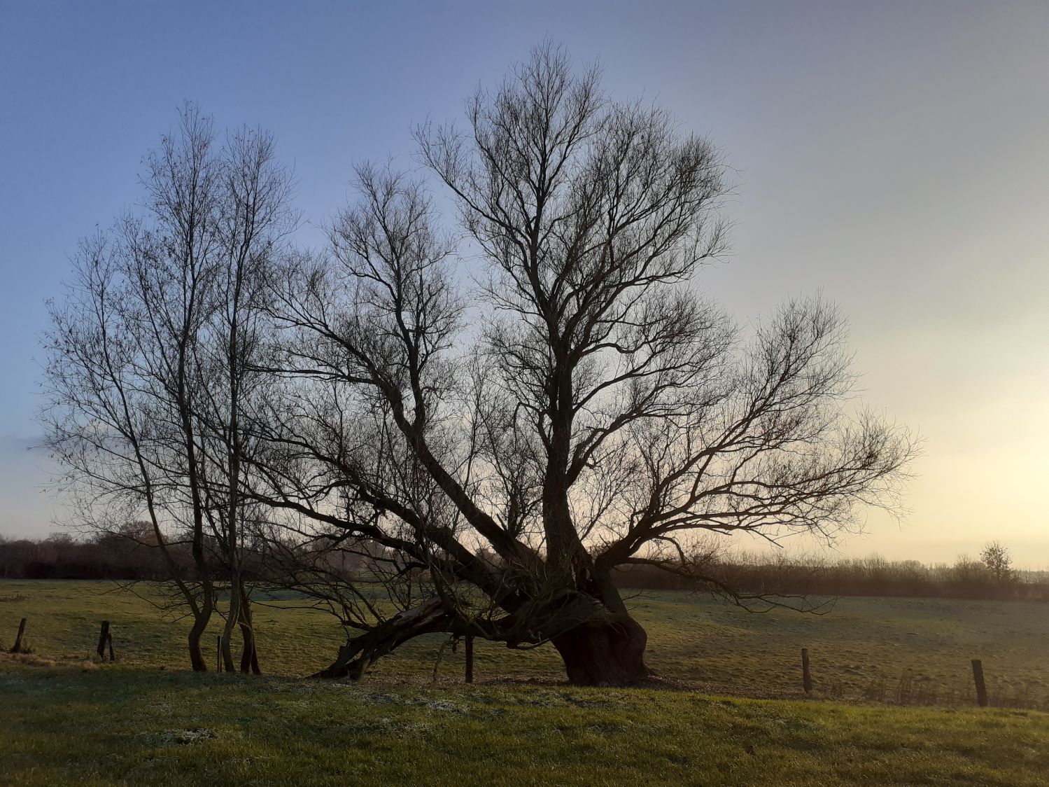 Salix alba - Dez. 2022