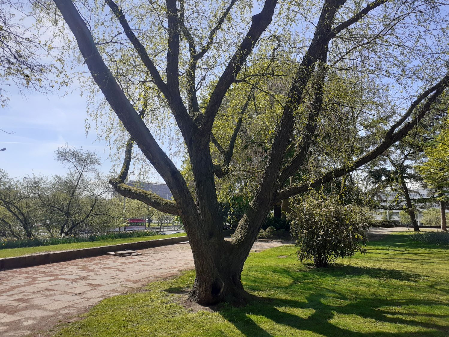 Betula nigra - Braunschweig - April 2024