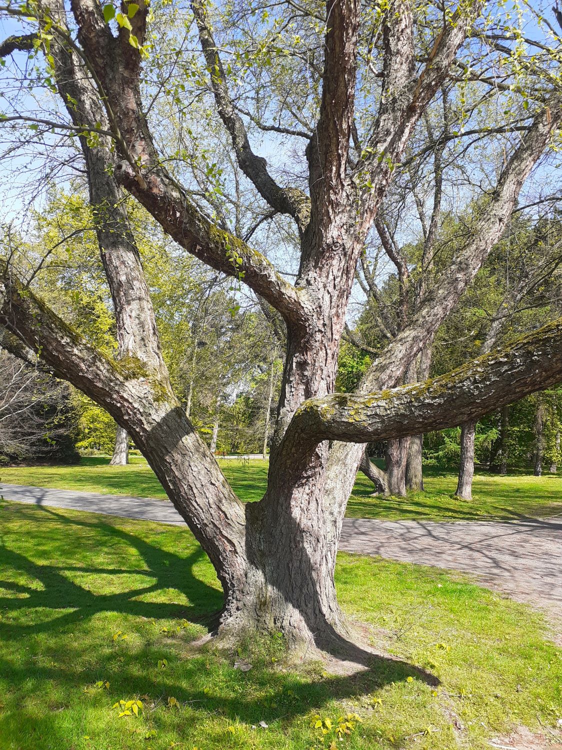Betula nigra - Braunschweig - April 2024