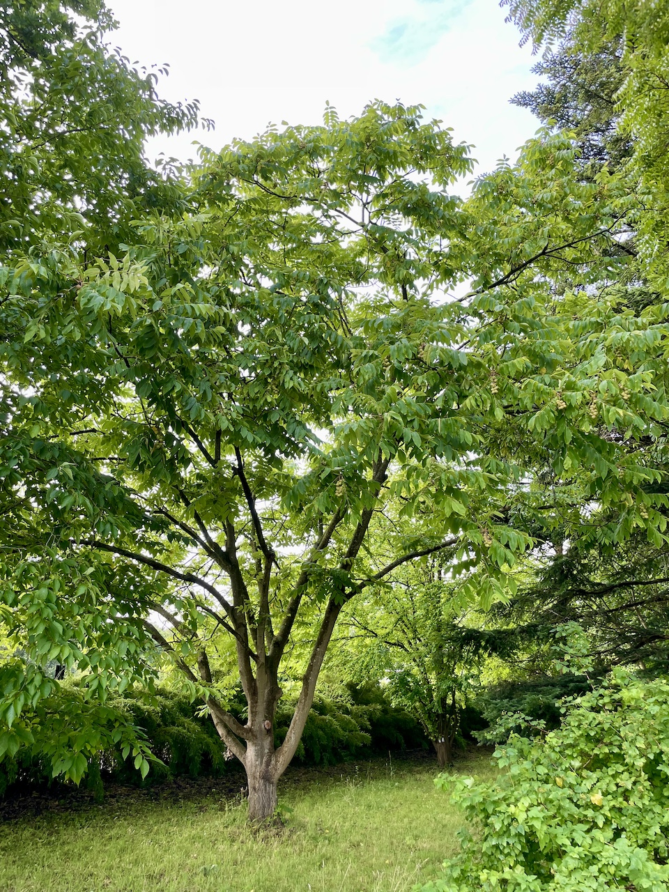 Juglans ailantifolia - Kiel - Juli 2024