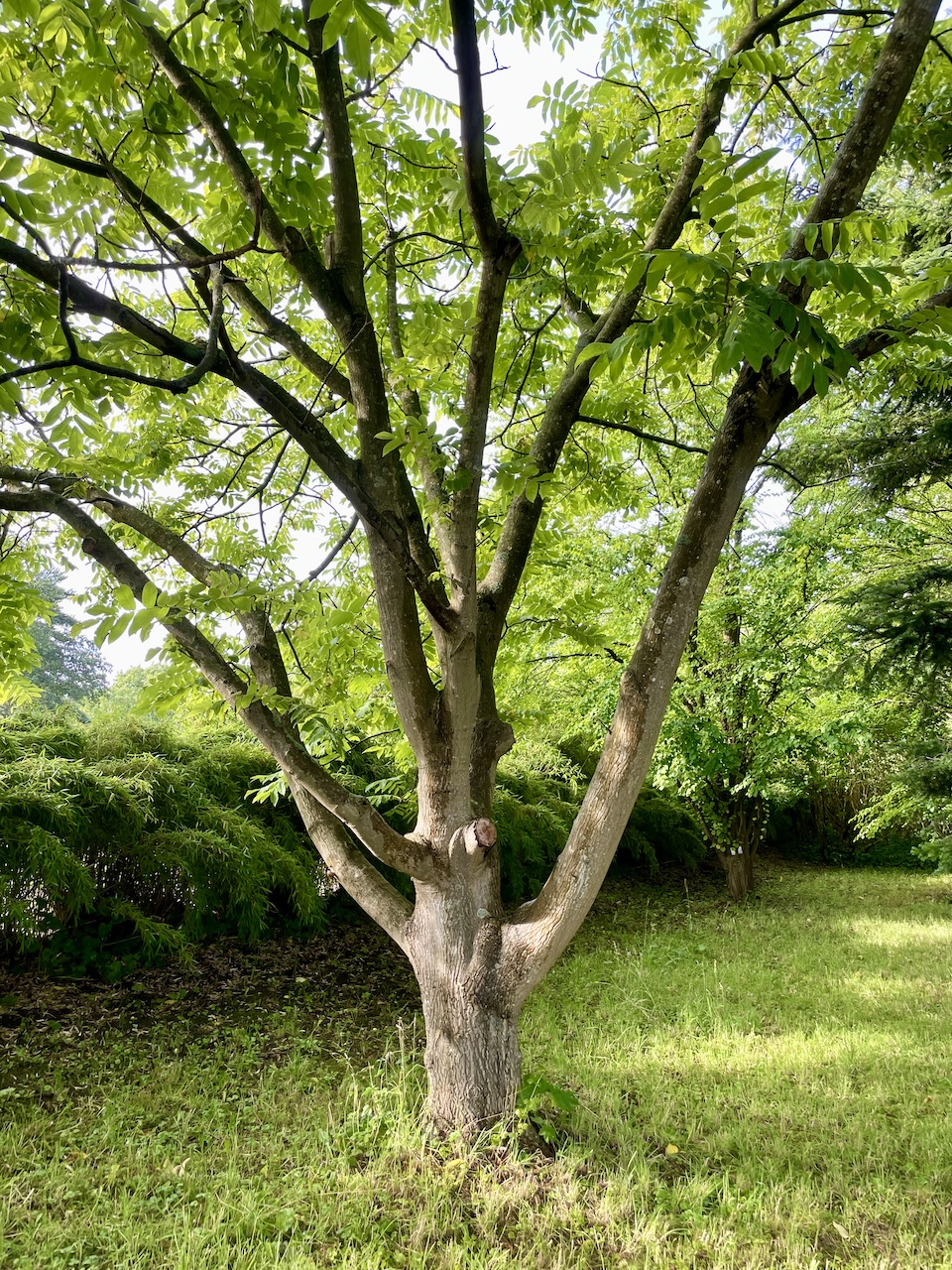 Juglans ailantifolia - Kiel - Juli 2024