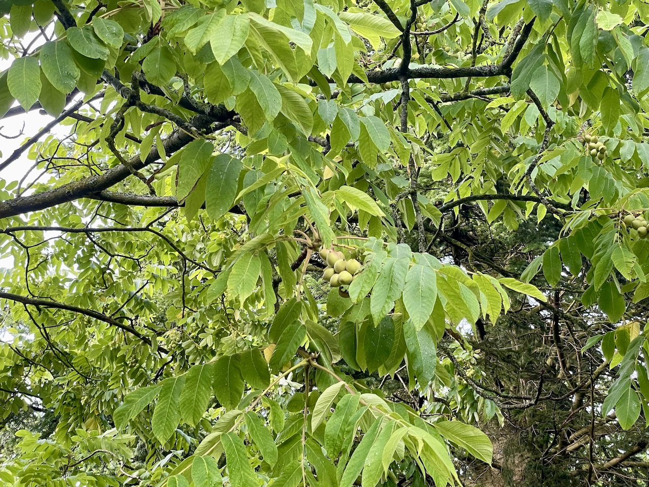 Juglans ailantifolia - Kiel - Juli 2024