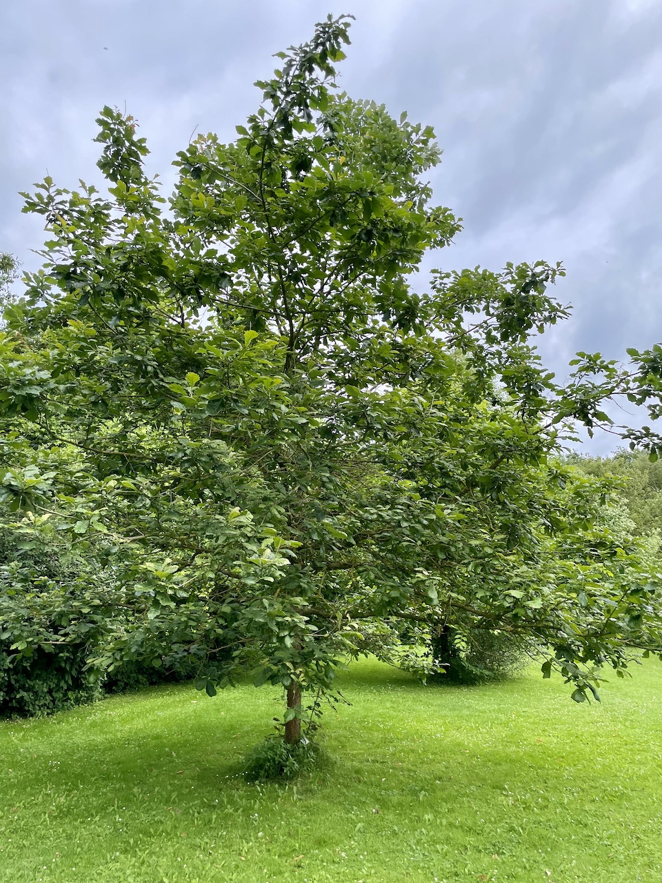 Quercus bicolor - Kiel - Juli 2024