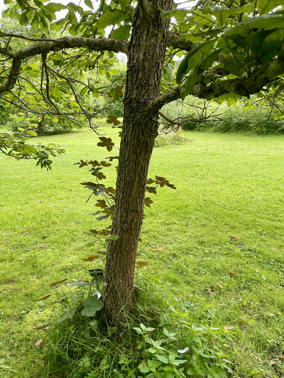 Quercus bicolor - Kiel - Juli 2024