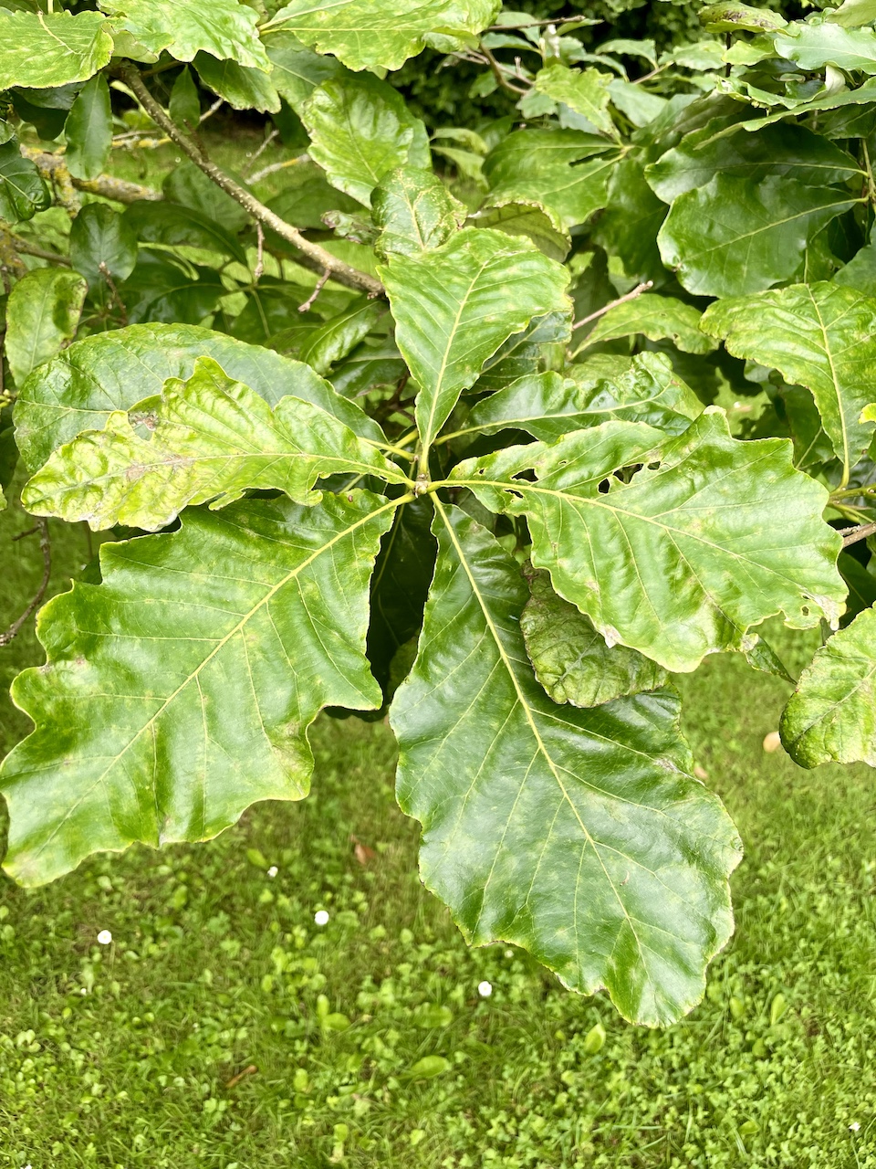Quercus bicolor - Kiel - Juli 2024