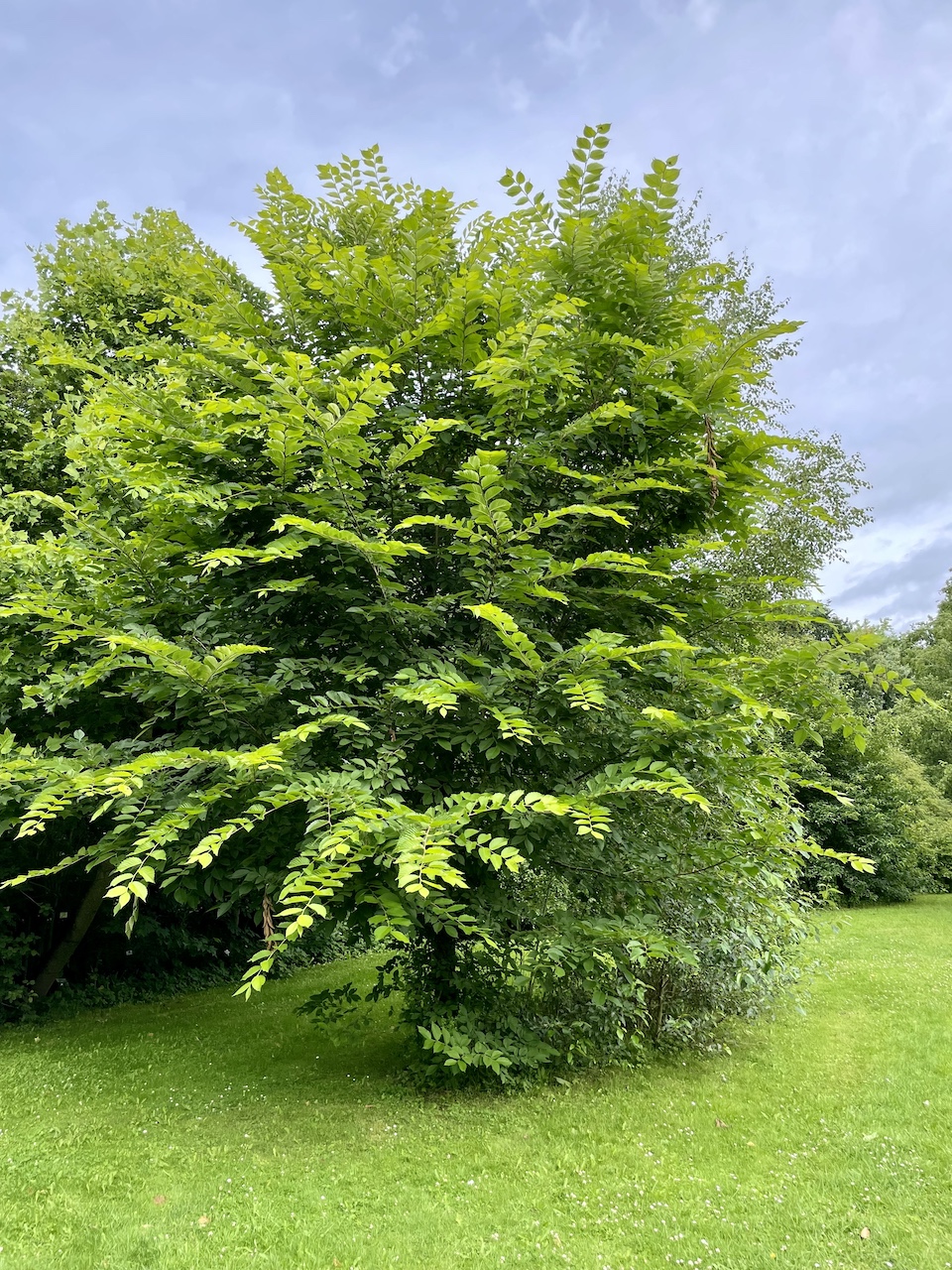 Ulmus americana - Kiel - Juli 2024