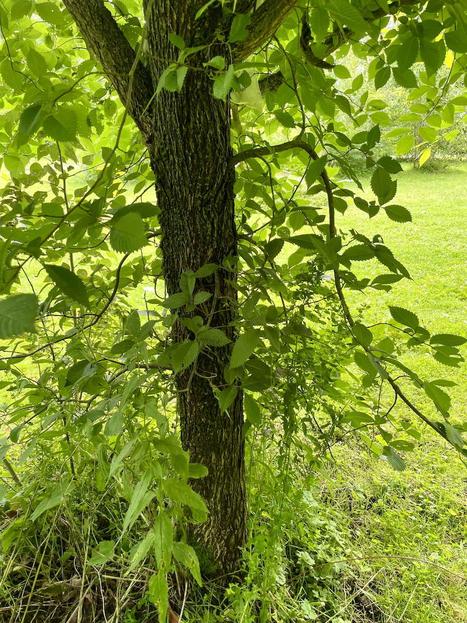 Ulmus americana - Kiel - Juli 2024