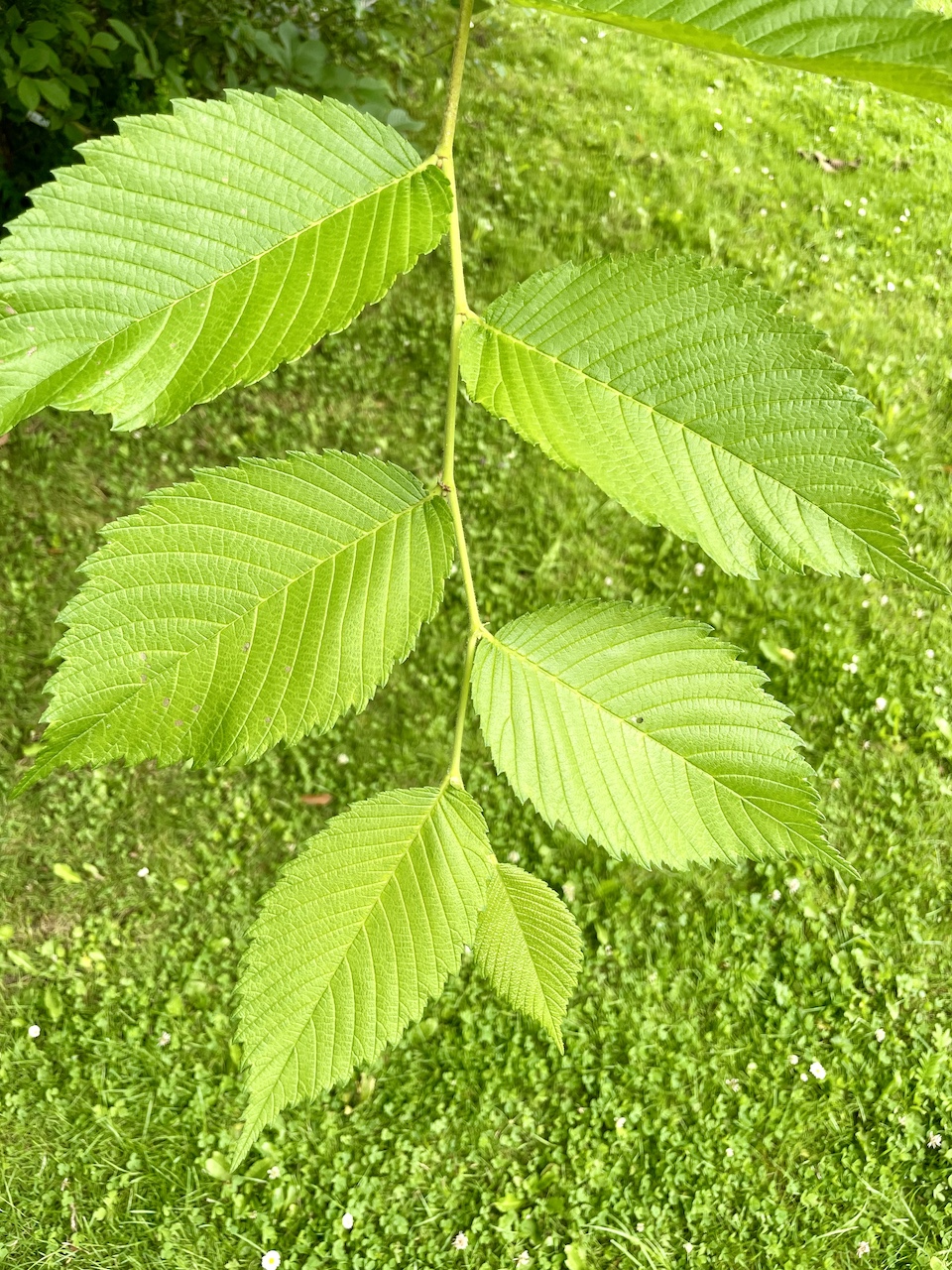 Ulmus americana - Kiel - Juli 2024