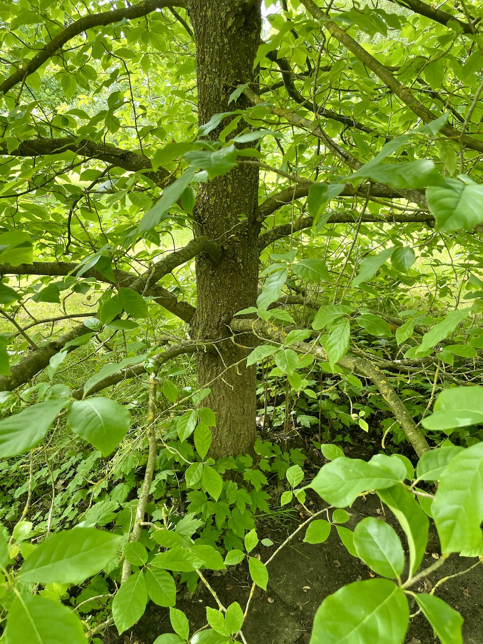 Ulmus americana - Kiel - Juli 2024